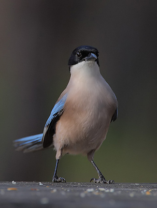 Photograph of Iberian Azure-winged Magpie