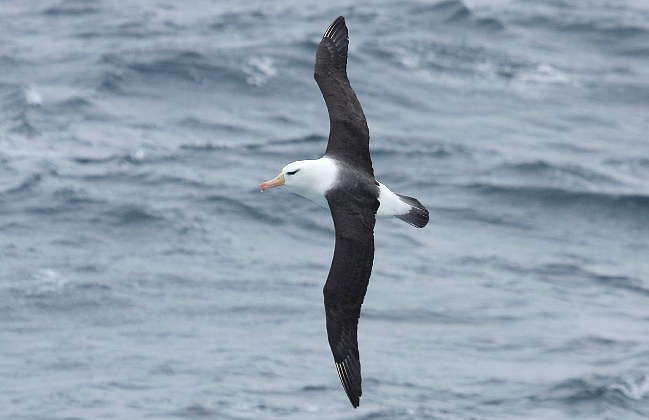 Photograph of Black-browed Albatross