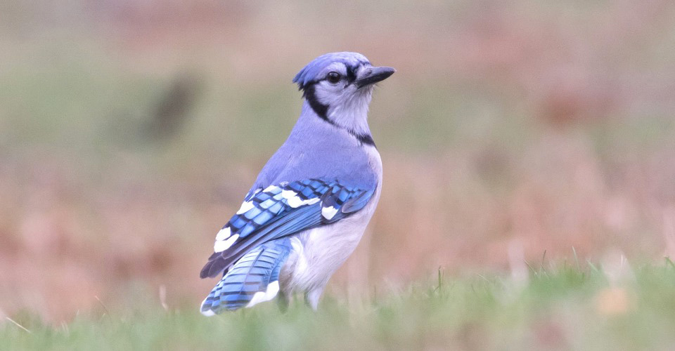 Photograph of Blue Jay