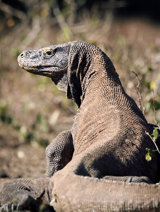 Photograph of Komodo Dragon