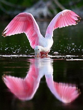 Photograph of Roseate Spoonbill