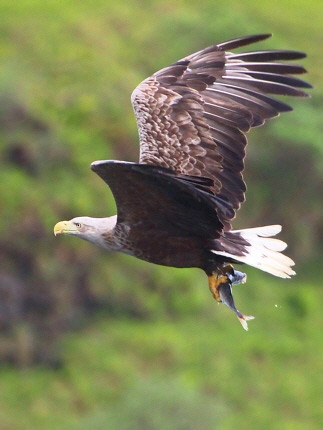 Photograph of White-tailed Eagle