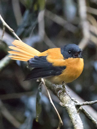 Photograph of Black-and-orange Flycatcher