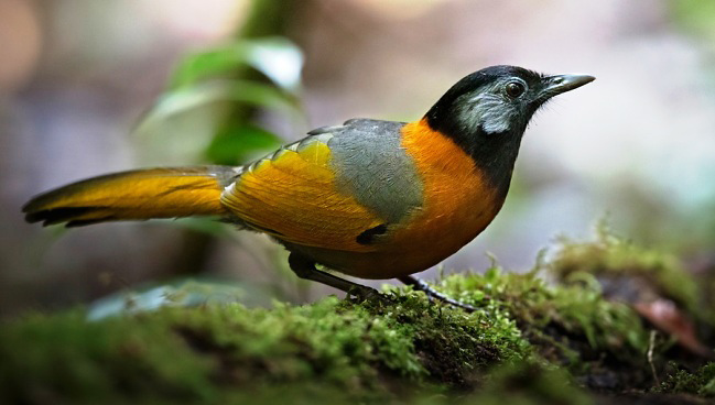 Photograph of Collared Laughingthrush