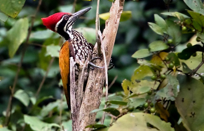 Photograph of Greater Flameback