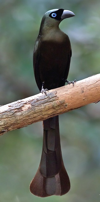 Photograph of Racquet-tailed Treepie