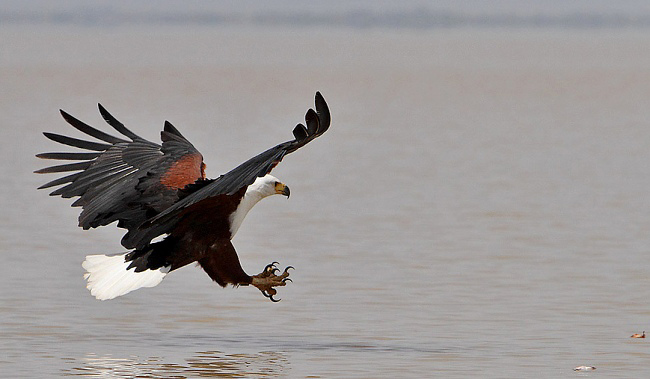 Photograph of African Fish-eagle