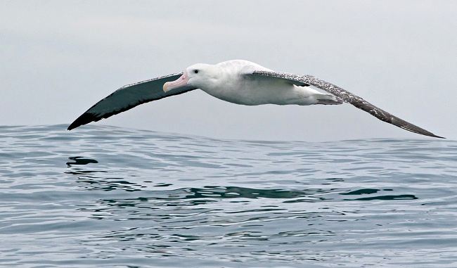 Photograph of Wandering Albatross