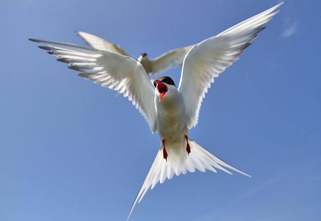Photograph of Arctic Tern