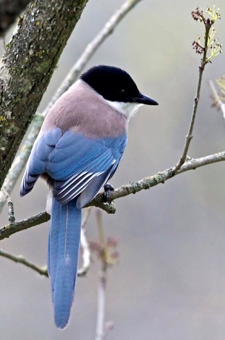 Photograph of Iberian Azure-winged Magpie