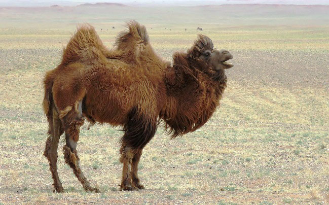 Photograph of Bactrian Camel