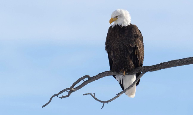 Photograph of Bald Eagle