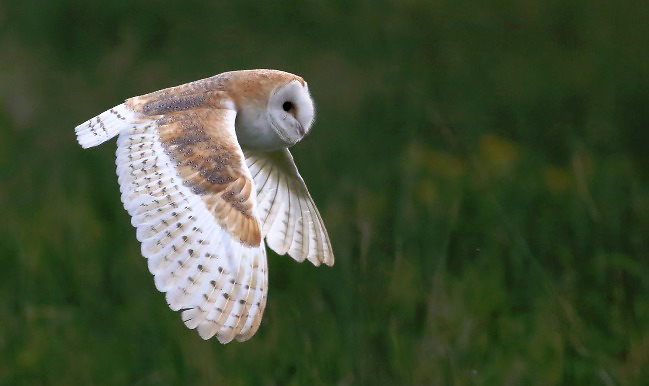 Photograph of Barn Owl