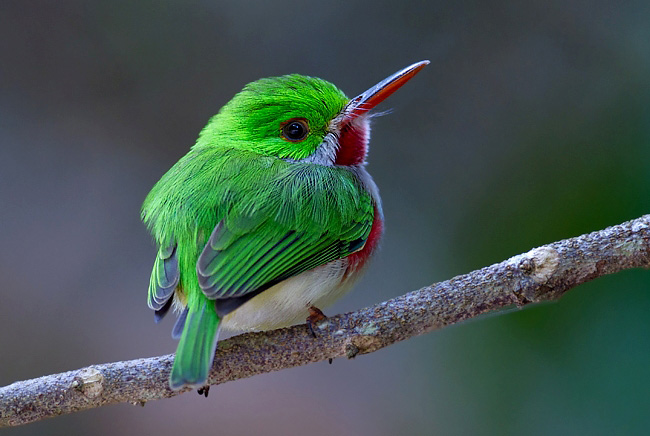 Photograph of Broad-billed Tody