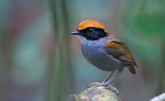Photograph of Black-cheeked Gnateater