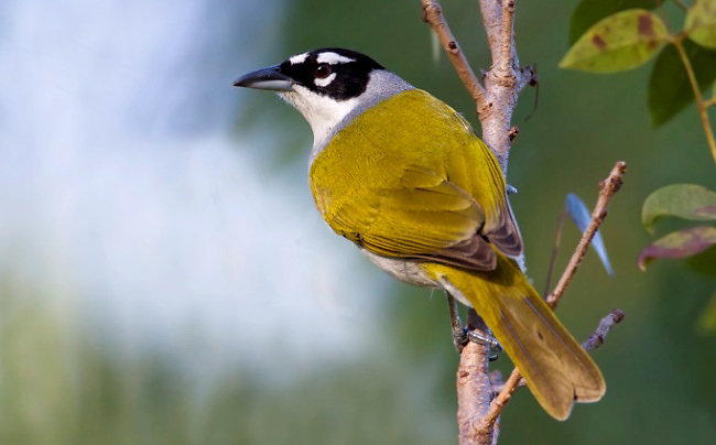 Photograph of Black-crowned Palm-tanager