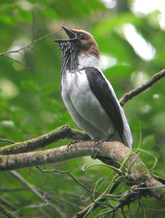 Photograph of Bearded Bellbird