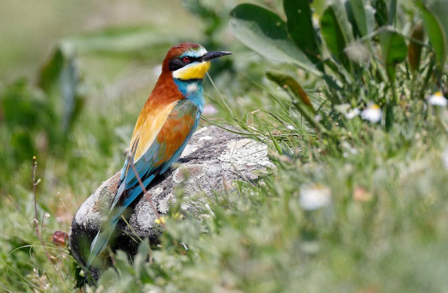 Photograph of European Bee-eater
