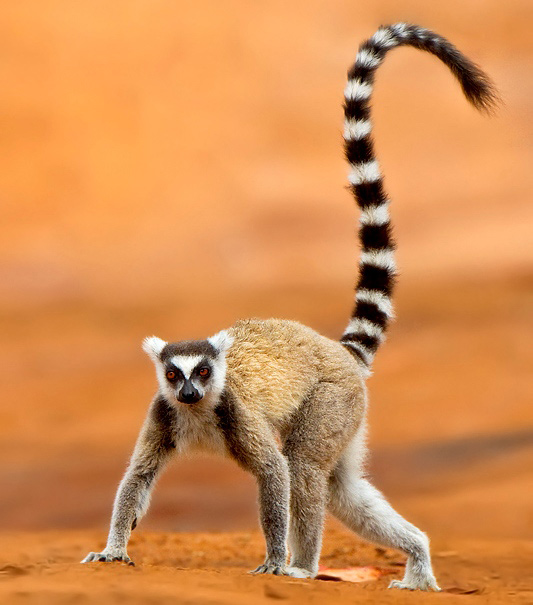 Photograph of Ring-tailed Lemur