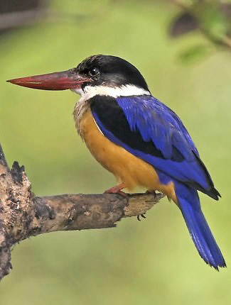 Photograph of Black-capped Kingfisher