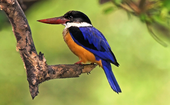 Photograph of Black-capped Kingfisher