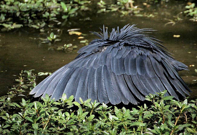 Photograph of Black Heron