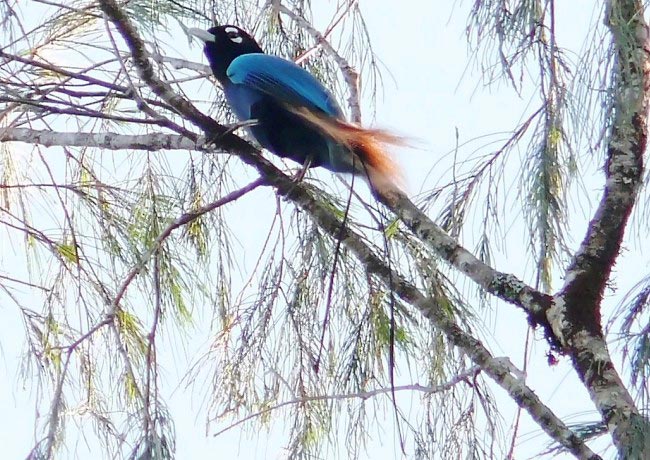 Photograph of Blue Bird-of-paradise