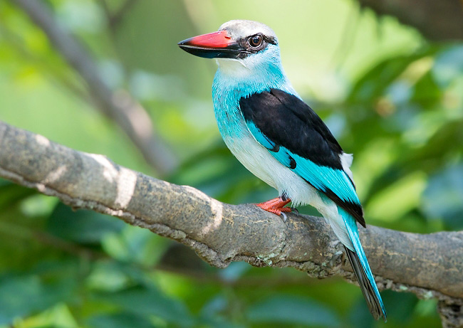 Photograph of Blue-breasted Kingfisher