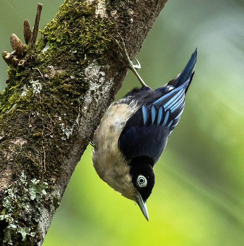Photograph of Blue Nuthatch