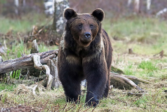 Photograph of Brown Bear