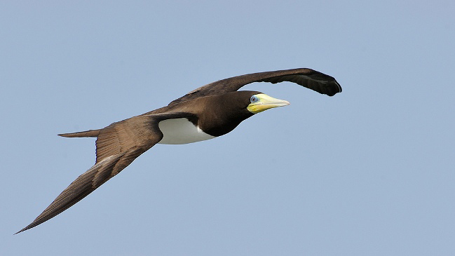 Photograph of Brown Booby