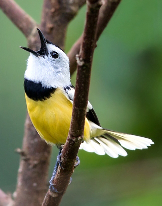 Photograph of Buff-bellied Monarch