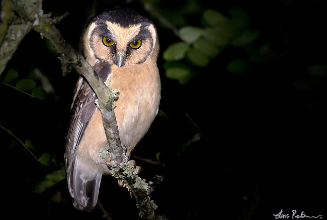 Photograph of Buff-fronted Owl