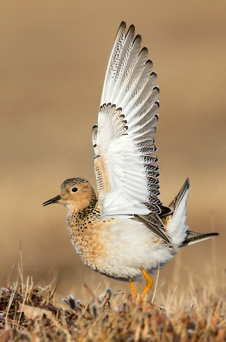 Photograph of Buff-breasted Sandpiper