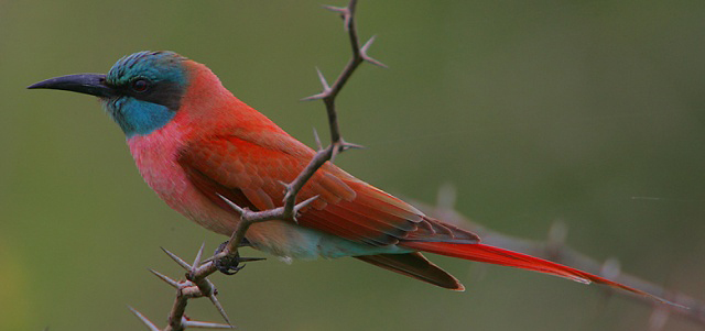 Photograph of Northern Carmine Bee-eater