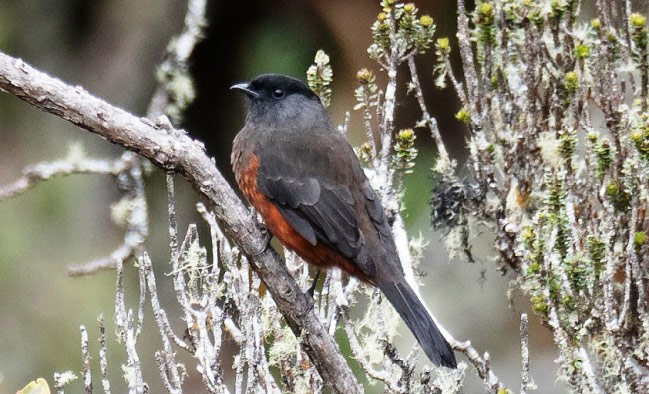 Photograph of Chestnut-bellied Cotinga