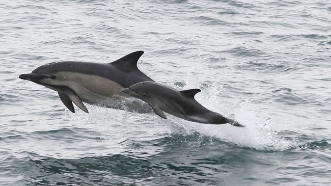 Photograph of Common Dolphins