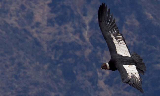 Photograph of Andean Condor