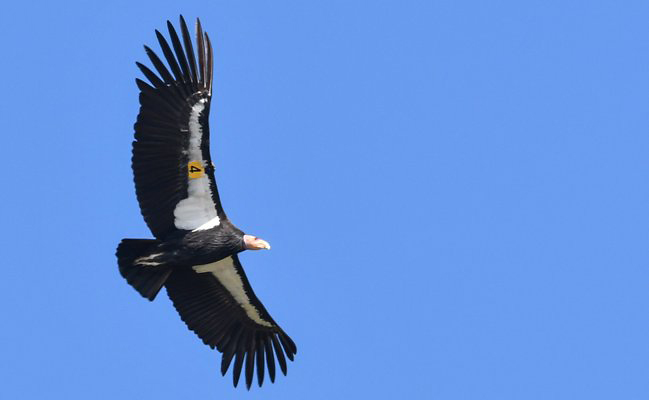 Photograph of California Condor