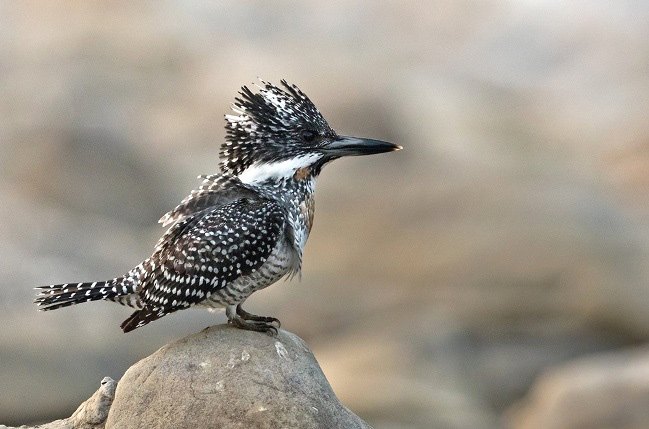 Photograph of Crested Kingfisher