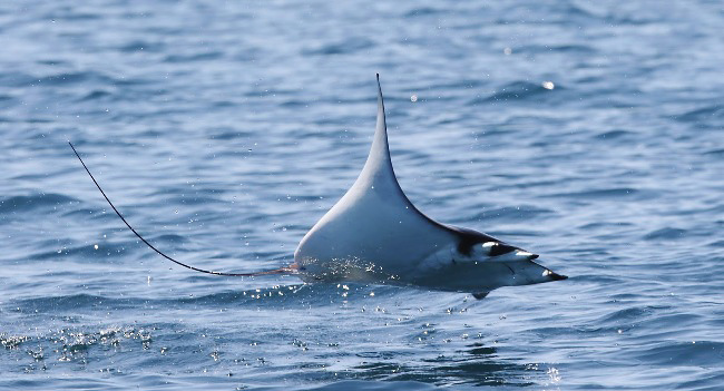 Photograph of Devil Ray
