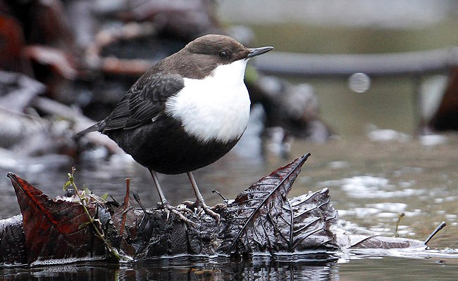 Photograph of White-throated Dipper
