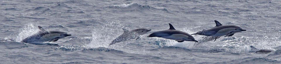 Photograph of (Short-beaked) Common Dolphins