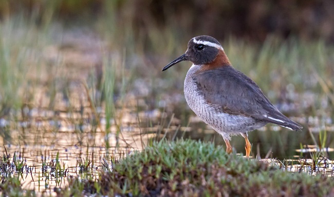 Photograph of Diademed Sandpiper Plover