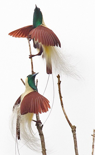 Photograph of Emperor Birds-of-paradise