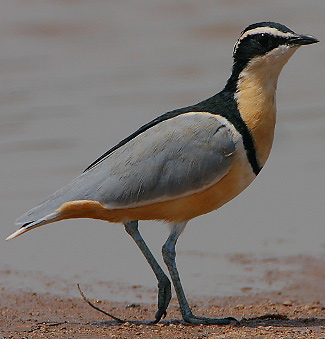 Photograph of Egyptian Plover