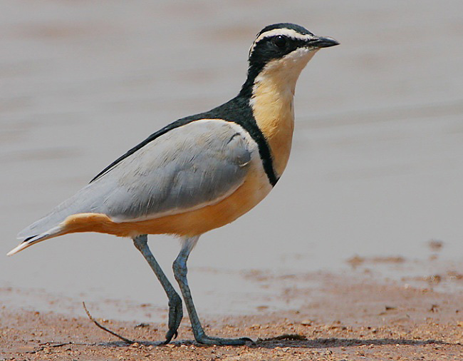 Photograph of Egyptian Plover