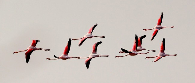 Photograph of Greater Flamingoes