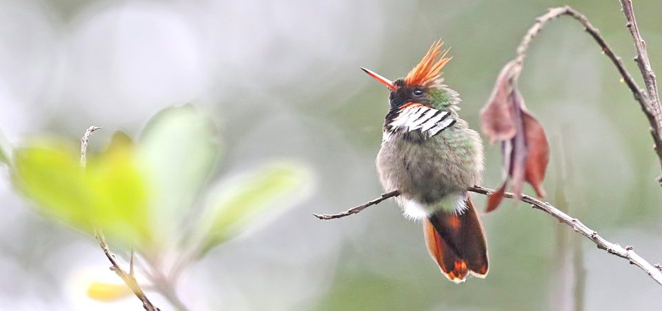 Photograph of Frilled Coquette