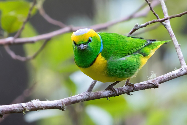 Photograph of Golden-browed Chlorophonia